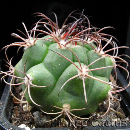 Gymnocalycium tilcarense Pot de 8 cm