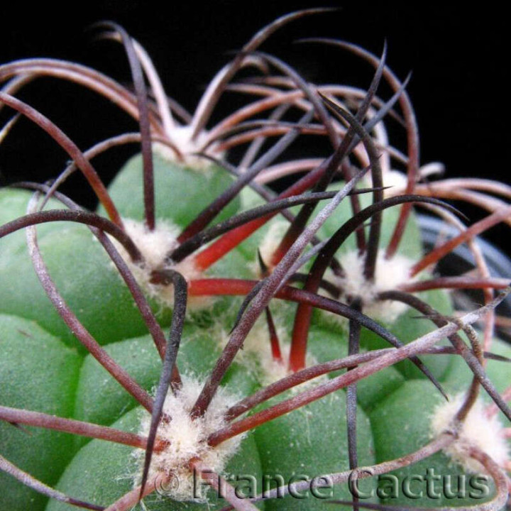 Gymnocalycium tilcarense détail