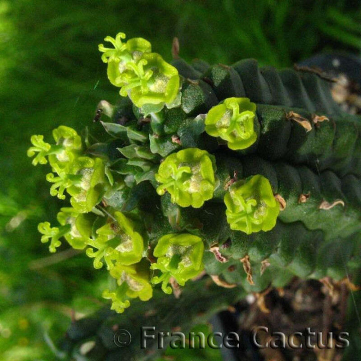 Euphorbia Fimbriata 4