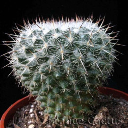 Mammillaria geminispina pot de 8
