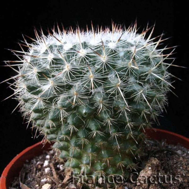 Mammillaria geminispina pot de 8