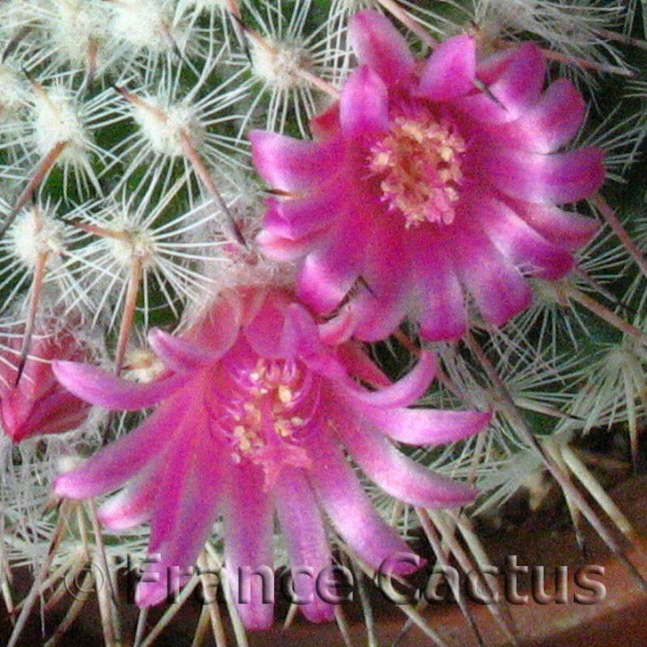 Mammillaria geminispina fleurs