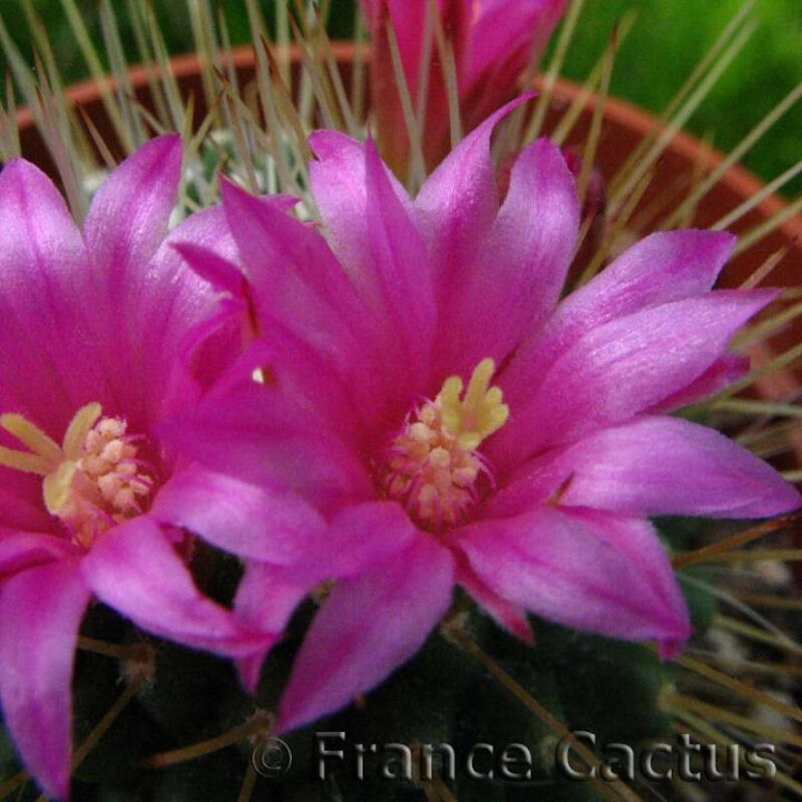 Mammillaria Spinosissima “Un Pico” fleurs 2