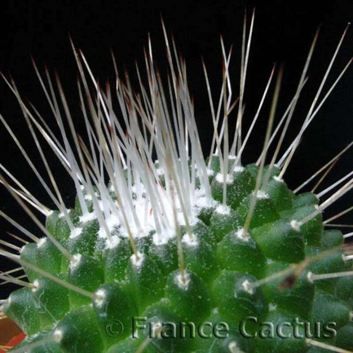 Mammillaria Spinosissima “Un Pico” Pot de 8 cm
