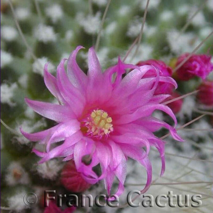 Mammillaria Spinosissima “Un Pico” fleur 3