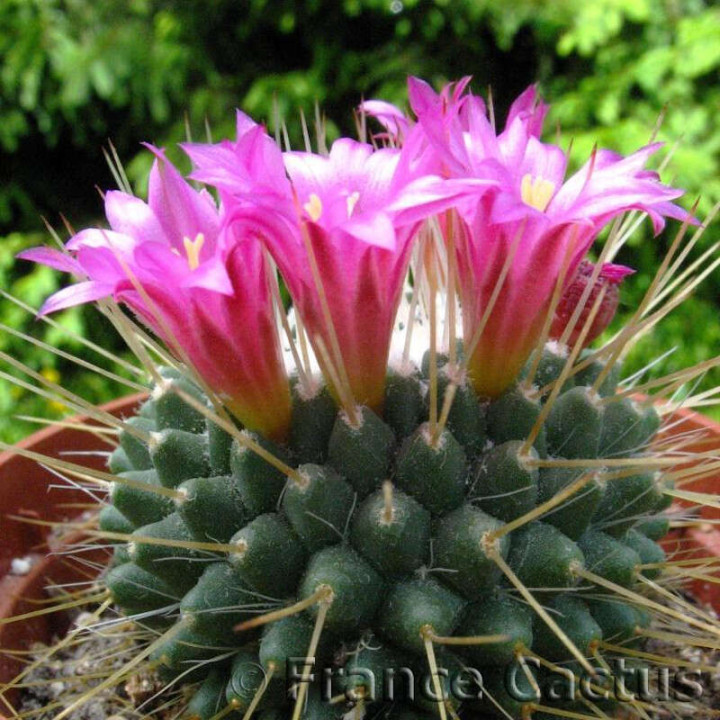 Mammillaria Spinosissima “Un Pico” fleurs 1