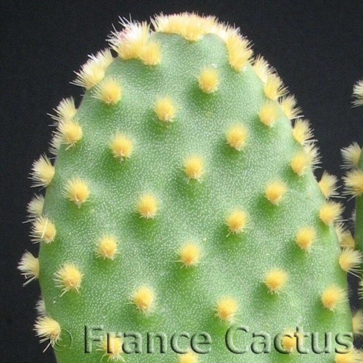 Opuntia Microdasys Palida détail
