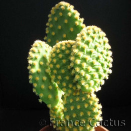 Opuntia Microdasys Palida 1