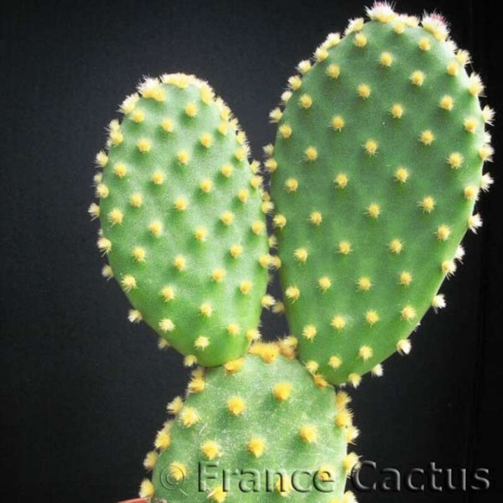 Opuntia Microdasys Palida 2