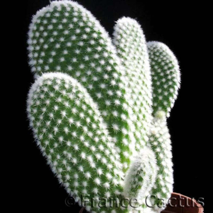 Opuntia Microdasys var. Albispina Pot de 8 cm 2