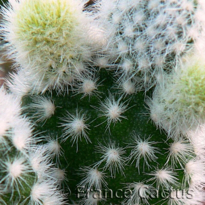 Opuntia Microdasys var. Albispina détail