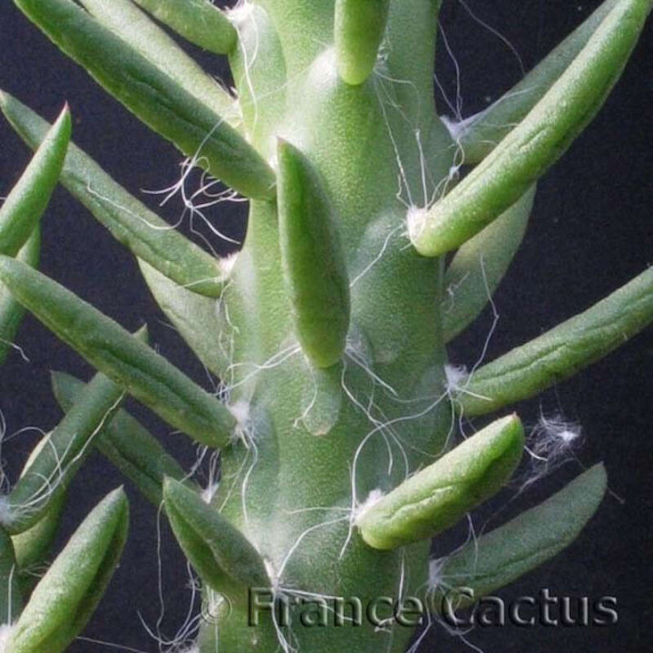 Opuntia Subulata détail