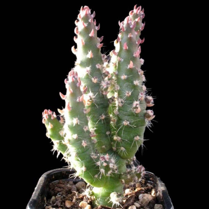 Opuntia Subulata pot de 7x7 2