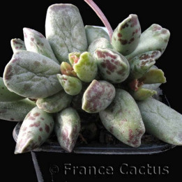 Adromischus Cooperi pot de 8