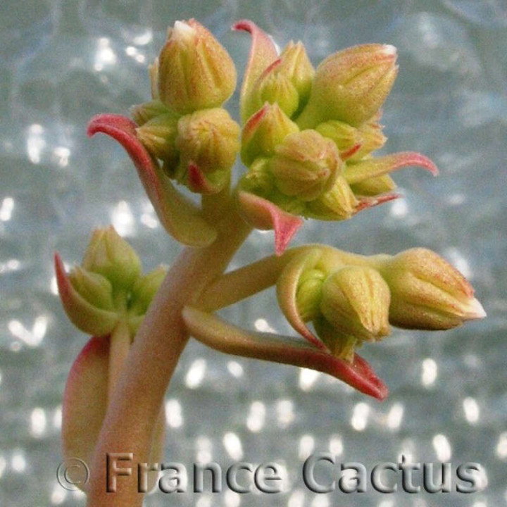 Aeonium Haworthii Pot de 8,5 cm