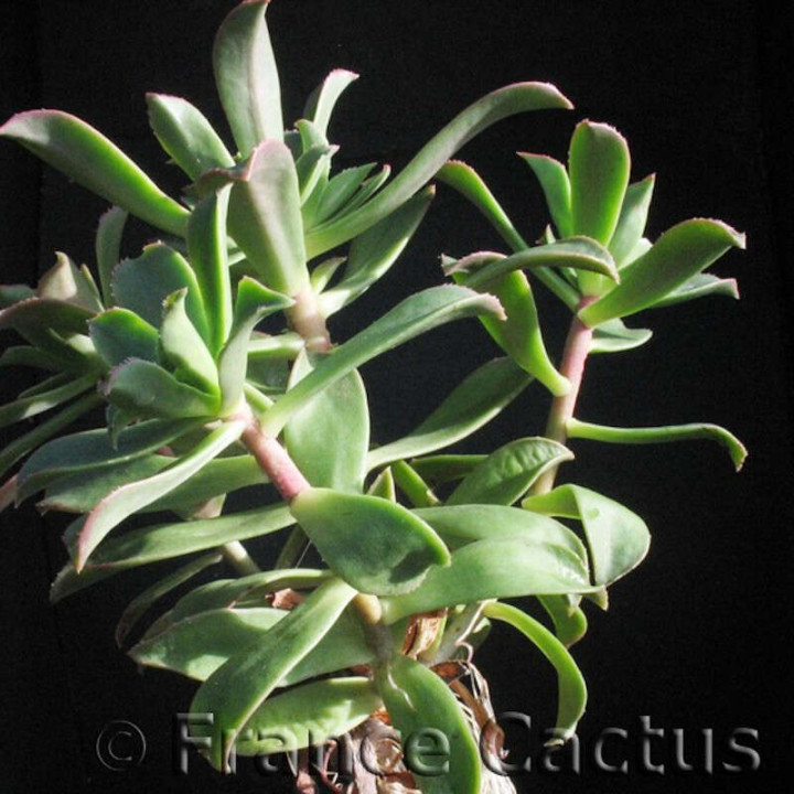 Aeonium Haworthii Pot de 8,5 cm