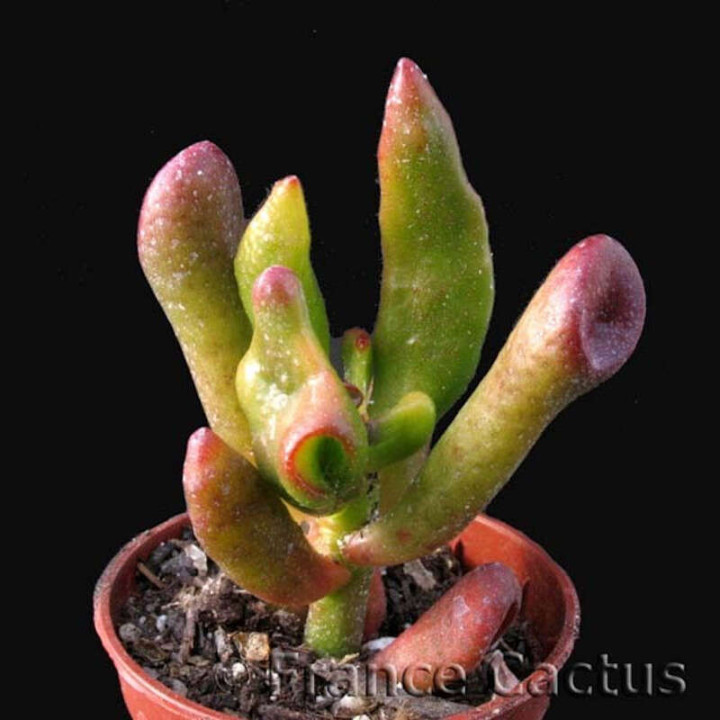 Crassula ovata cv gollum pot de 5