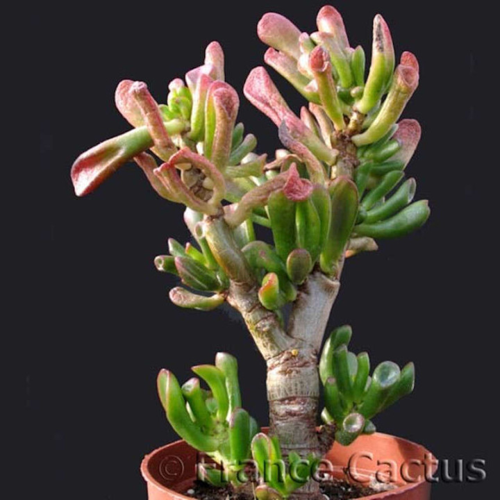 Crassula ovata cv gollum pot de 8