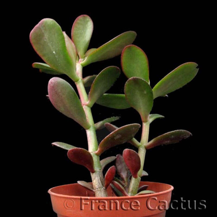 Crassula Ovata 2