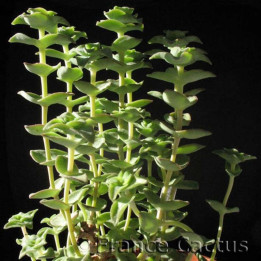 Crassula perforata pot de 8