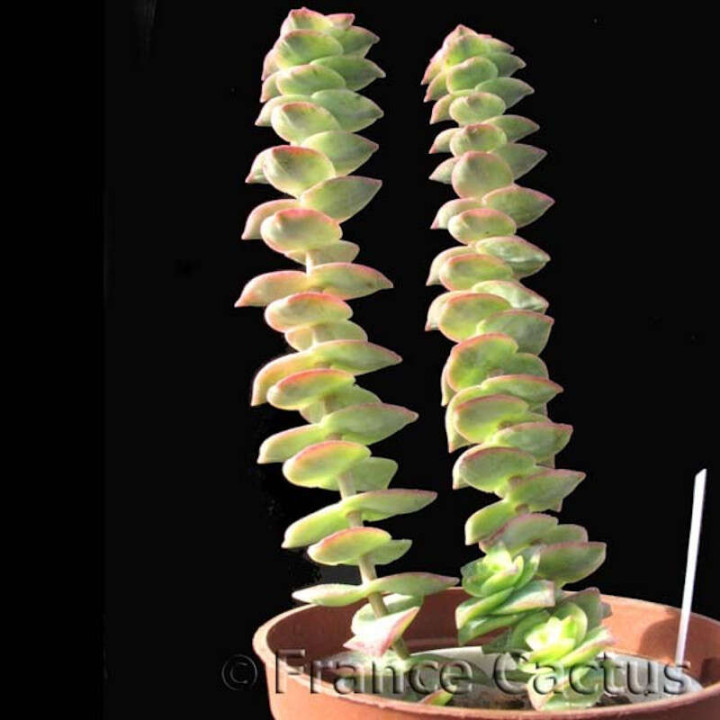 Crassula perforata pot de 8 2