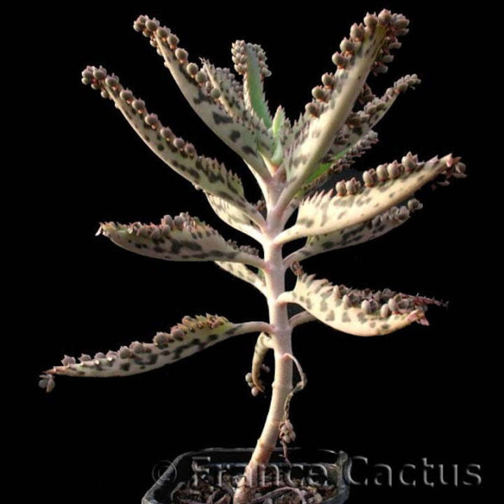 Kalanchoe Daigremontiana 4