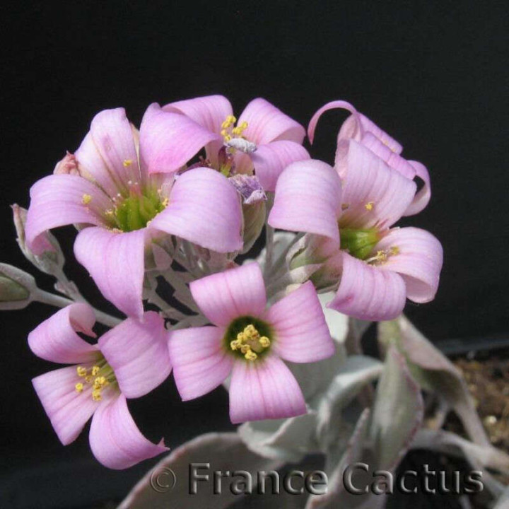 Kalanchoe pumila fleurs