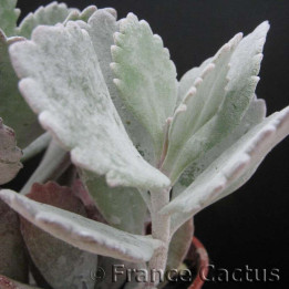 Kalanchoe pumila 4