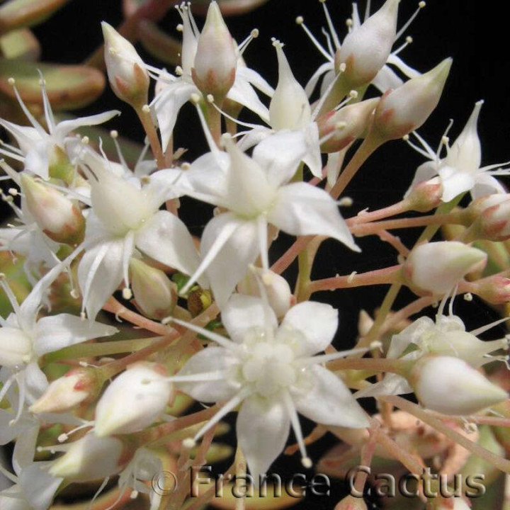 Sedum Nussbaumerianum fleurs