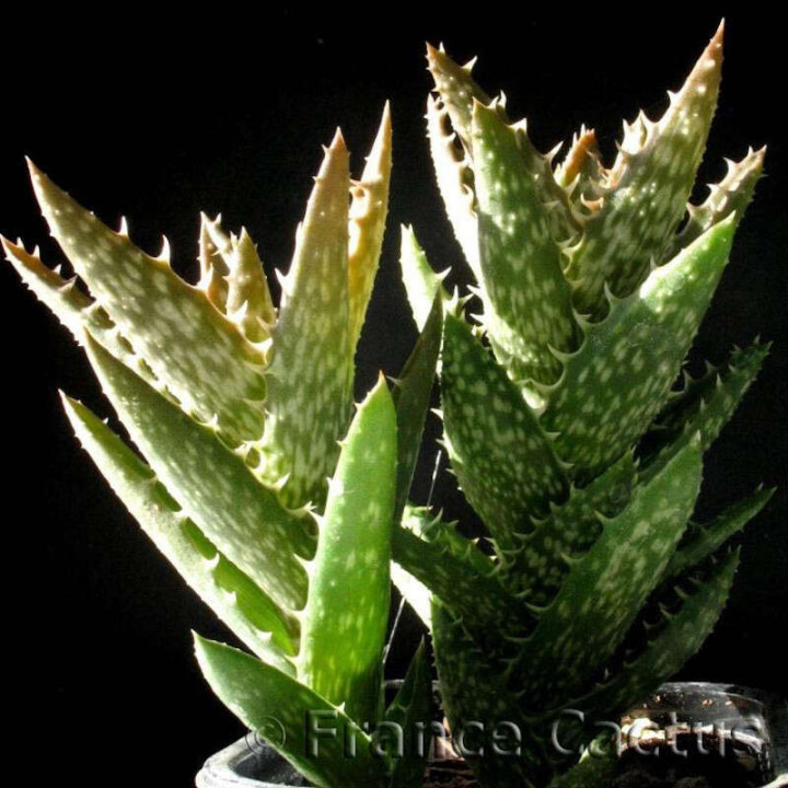 Aloe Juvenna pot de 8