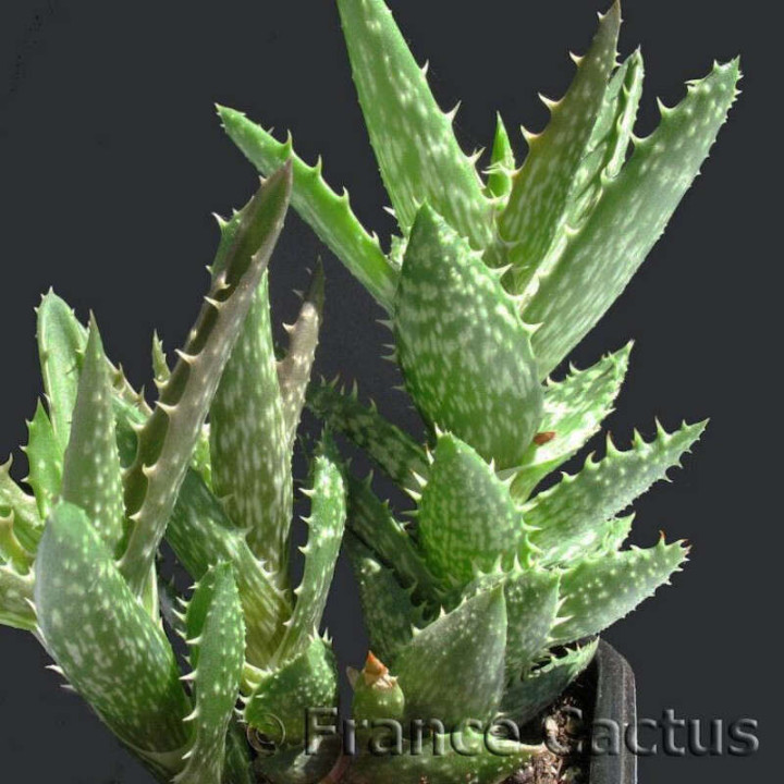 Aloe Juvenna détail
