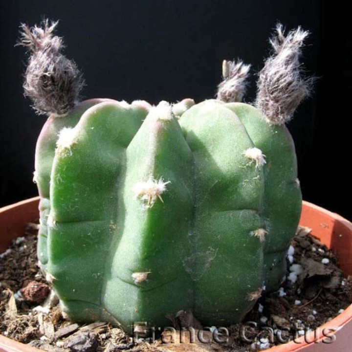 Echinopsis Subdenudata en pot de 8