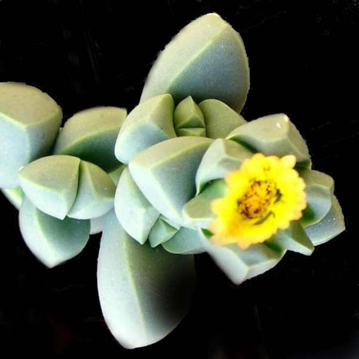 Delosperma Lehmanii 3