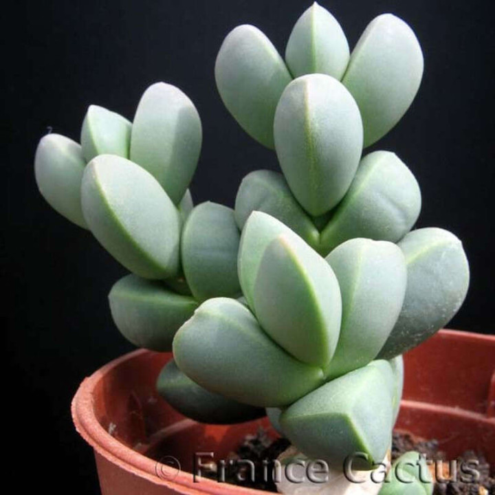 Delosperma Lehmanii Pot de 8 cm