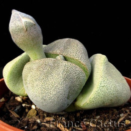 Pleiospilos Nelii bouton