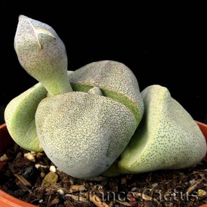 Pleiospilos Nelii bouton