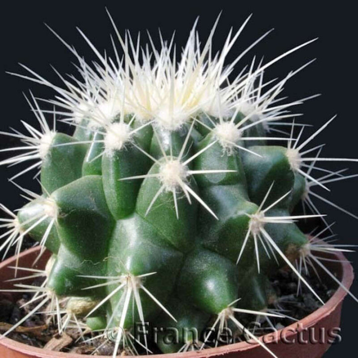 Echinocactus Grusonii 2