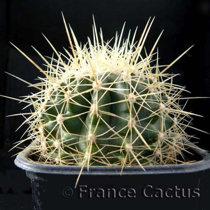 Echinocactus Grusonii 3