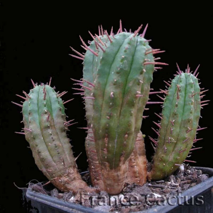 Euphorbia Aggregata pot de 7x7