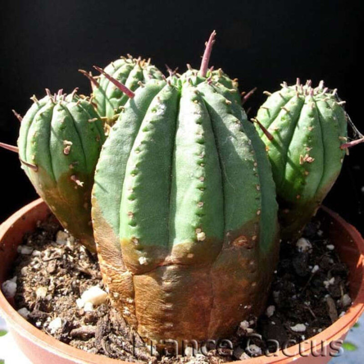 Euphorbia Aggregata pot de 10