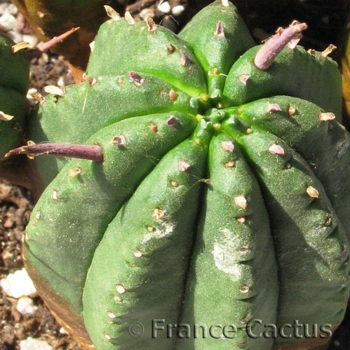 Euphorbia Aggregata détail