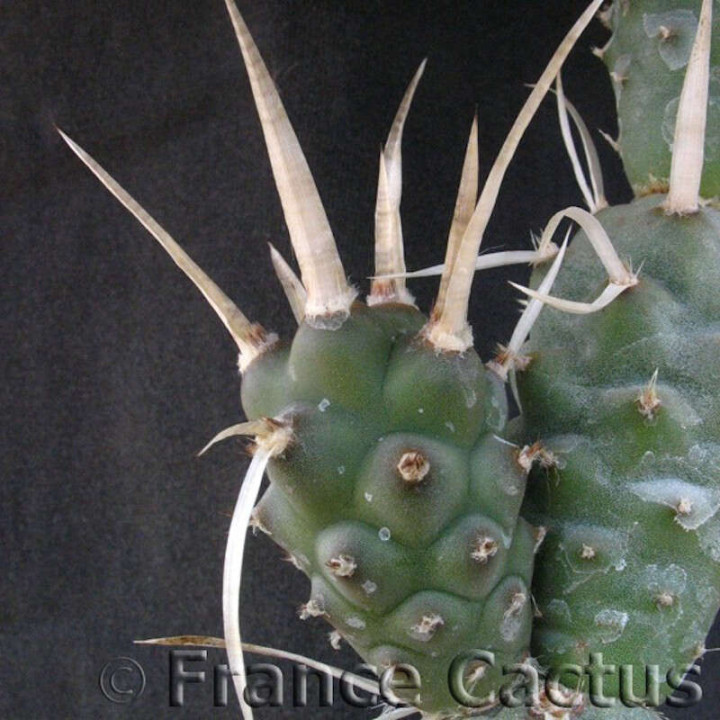 Tephrocactus articulatus var. papyracanthus détail 1