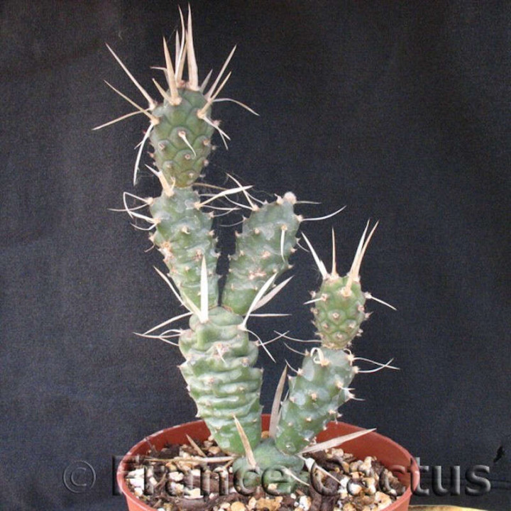 Tephrocactus articulatus var. papyracanthus 2
