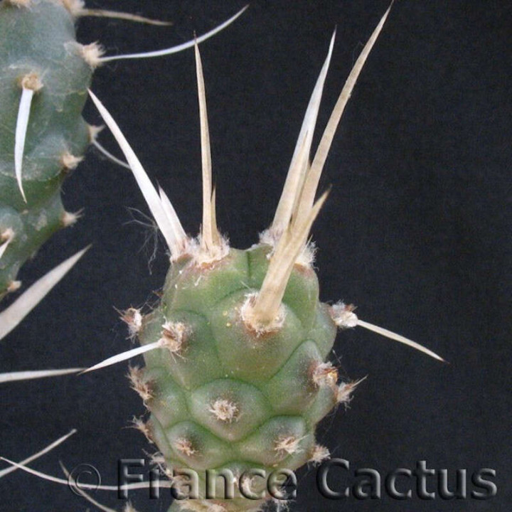 Tephrocactus articulatus var. papyracanthus détail 2