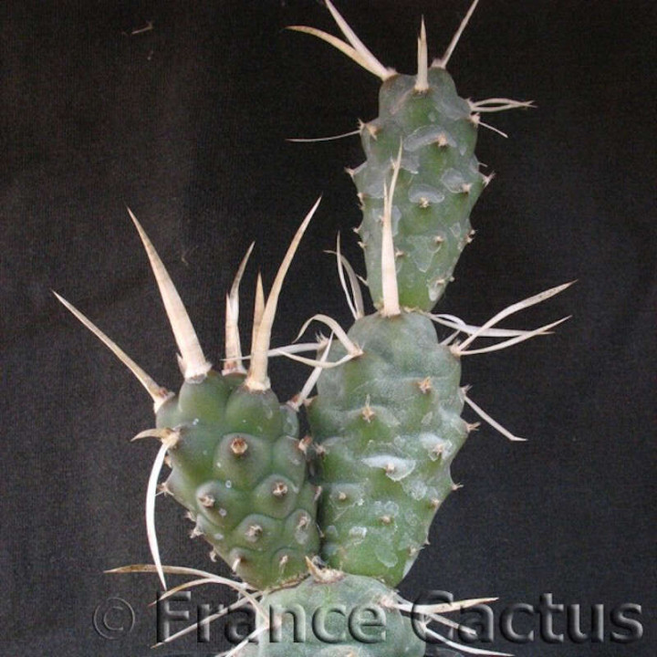 Tephrocactus articulatus var. papyracanthus