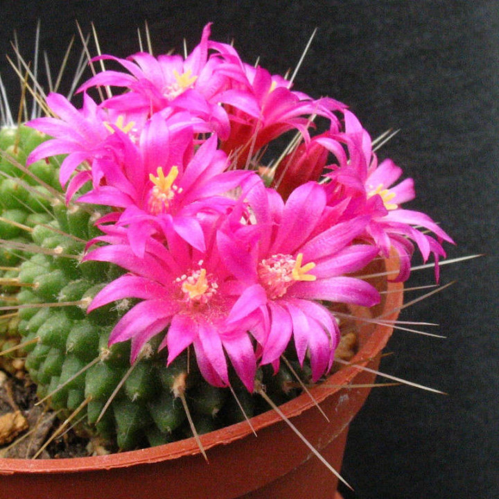 Mammillaria Spinosissima “Un Pico” fleurs 4