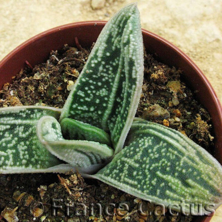 Gasteria "Little warty" 1