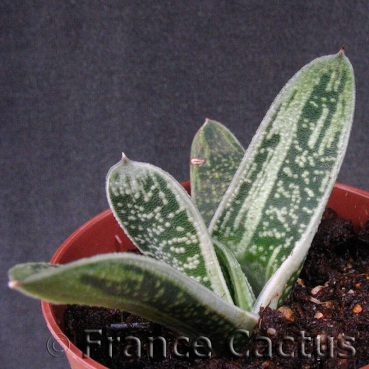 Gasteria "Little warty" 1