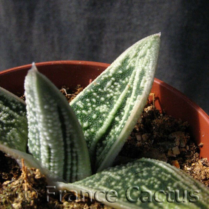 Gasteria "Little warty" 1