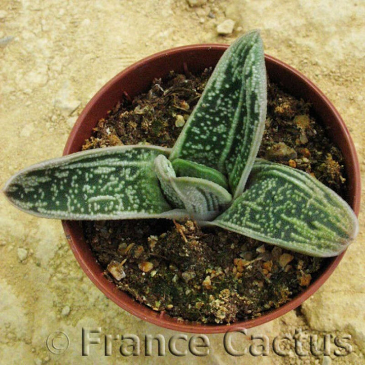 Gasteria "Little warty" 1